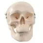 Crâne miniature en 3 parties A18/15