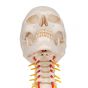 Crâne sur colonne vertébrale cervicale, en 4 parties A20/1