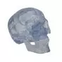 Crâne transparent, en 3 parties A20/T