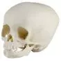 Crâne de bébé de 15 mois Erler Zimmer 4740