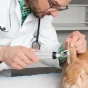 Otoscope vétérinaire BETA 200 LED VET F.O HEINE