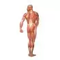 Planche anatomique La musculature humaine, vue dorsale V2005U