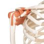 Léo, le squelette avec ligaments A12
