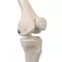 Mini-squelette Shorty avec muscles peints, sur socle A18/5