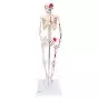 Mini-squelette Shorty avec muscles peints, sur socle A18/5