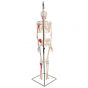 Mini-squelette Shorty avec muscles peints, suspendu A18/6