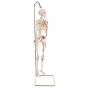 Mini-squelette Shorty avec muscles peints, suspendu A18/6