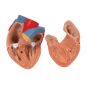 Poumon avec larynx en 7 parties G15 3B Scientific