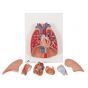 Poumon avec larynx en 7 parties G15 3B Scientific