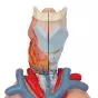 Poumon avec larynx en 7 parties G15 3B Scientific