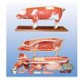 Modèle anatomique de cochon