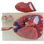 Modèle anatomique de l'appareil respiratoire Mediprem