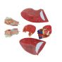Modèle anatomique de l'appareil respiratoire Mediprem