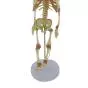 Modèle anatomique de squelette de fœtus articulé Mediprem