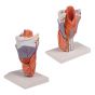 Modèle de larynx agrandie en 5 pièces