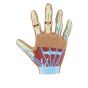 Modèle de main avec arthrite