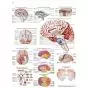 Planche anatomique le cerveau humain VR2615L