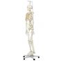 Squelette classique Stan suspendu A10/1