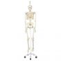 Squelette classique Stan suspendu A10/1