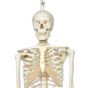 Squelette classique Stan suspendu A10/1