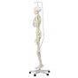 Squelette classique Stan suspendu A10/1