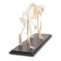 Squelette de chat (Felis catus), modèle préparé 1020969 