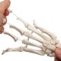 Squelette de la main avec radius et ulna A40/3R 3B Scientific
