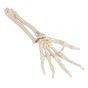 Squelette de la main avec radius et ulna A40/3