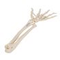 Squelette de la main avec radius et ulna A40/3