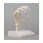 Squelette de la main humaine flexible Erler Zimmer