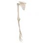 Squelette du membre supérieur droit avec scapula et clavicule A46R