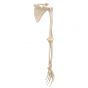 Squelette du membre supérieur droit avec scapula et clavicule A46R
