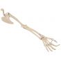Squelette du membre supérieur droit avec scapula et clavicule A46R