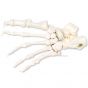 Squelette du pied montage libre sur fil de nylon, gauche A30/2L