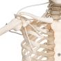 Squelette fonctionnel, suspendu spécial Feldenkrais Feldi A15/3S