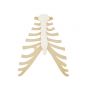Sternum avec cartilage de la côte  A69