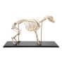 Squelette de chien (Canis lupus familiaris), taille M, modèle préparé