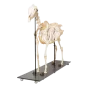 Squelette de cheval (Equus ferus caballus), mâle - T30014