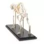 Squelette de chat (Felis catus), modèle préparé 1020969