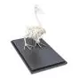 Squelette de canard (Anas platyrhynchos domestica), modèle préparé - 1020979