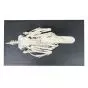 Squelette de canard (Anas platyrhynchos domestica), modèle préparé - 1020979