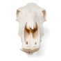 Crâne de bœuf (Bos taurus), sans cornes, prêparation en os naturels