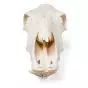 Crâne de bœuf (Bos taurus), sans cornes, prêparation en os naturels