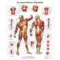 Planche anatomique La musculature humaine VR2118UU