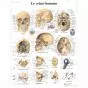 Planche anatomique Le crâne humain VR2131L