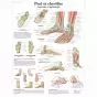 Planche anatomique Pied et chevilles - Anatomie et pathologie VR2176L