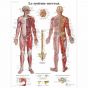 Planche anatomique Le système nerveux VR2620L