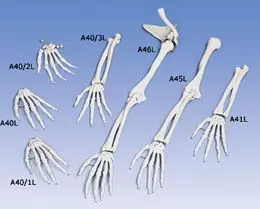 Squelette de la main avec dénomination des os en anglais, gauche A40/1L