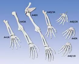 Squelette de la main avec dénomination des os en anglais, droit A40/1R