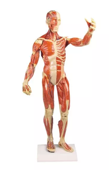 Modèle anatomique de muscle, 1/3 grandeur nature B90 Erler Zimmer